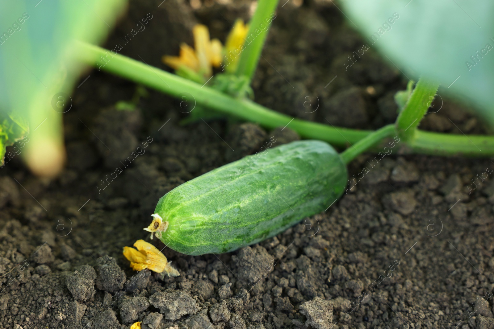 Photo of Young cucumber with leaves growing outdoors, closeup