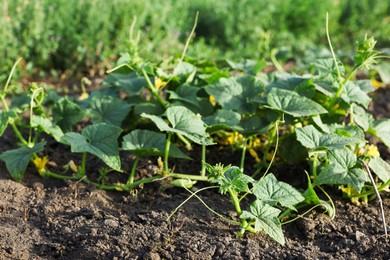 Photo of Young cucumber bushes growing in soil on sunny day