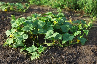 Young cucumber bushes growing in soil on sunny day