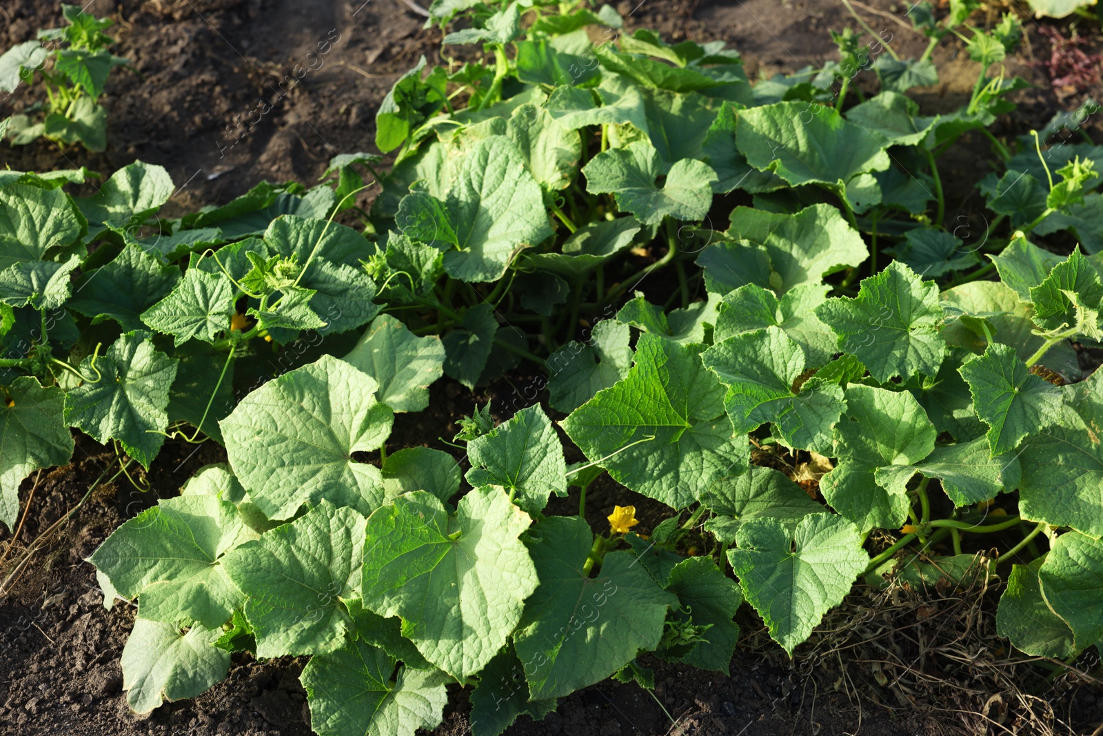 Photo of Young cucumber bushes growing in soil on sunny day