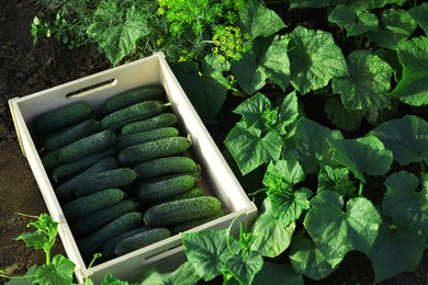 Wooden crate with vegetables and cucumber bushes outdoors