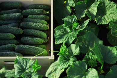 Wooden crate with vegetables and cucumber bushes outdoors, closeup