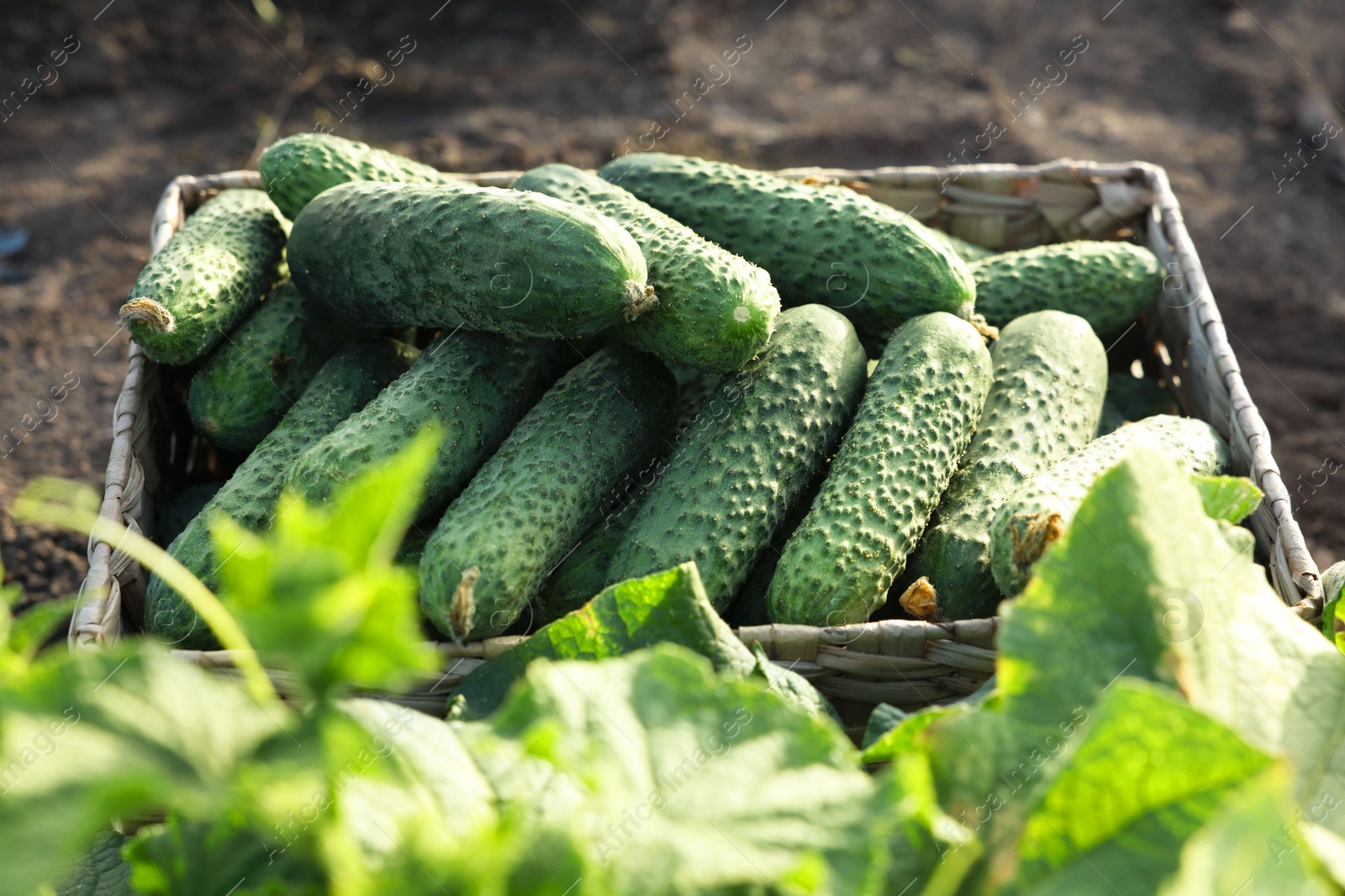 Photo of Wicker basket with cucumbers and leaves outdoors, closeup