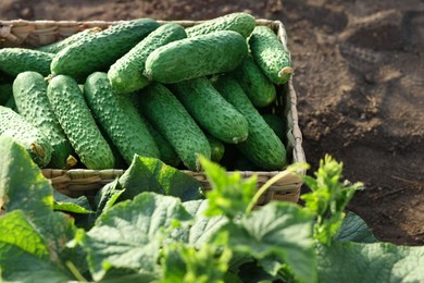 Wicker basket with cucumbers and leaves outdoors, closeup