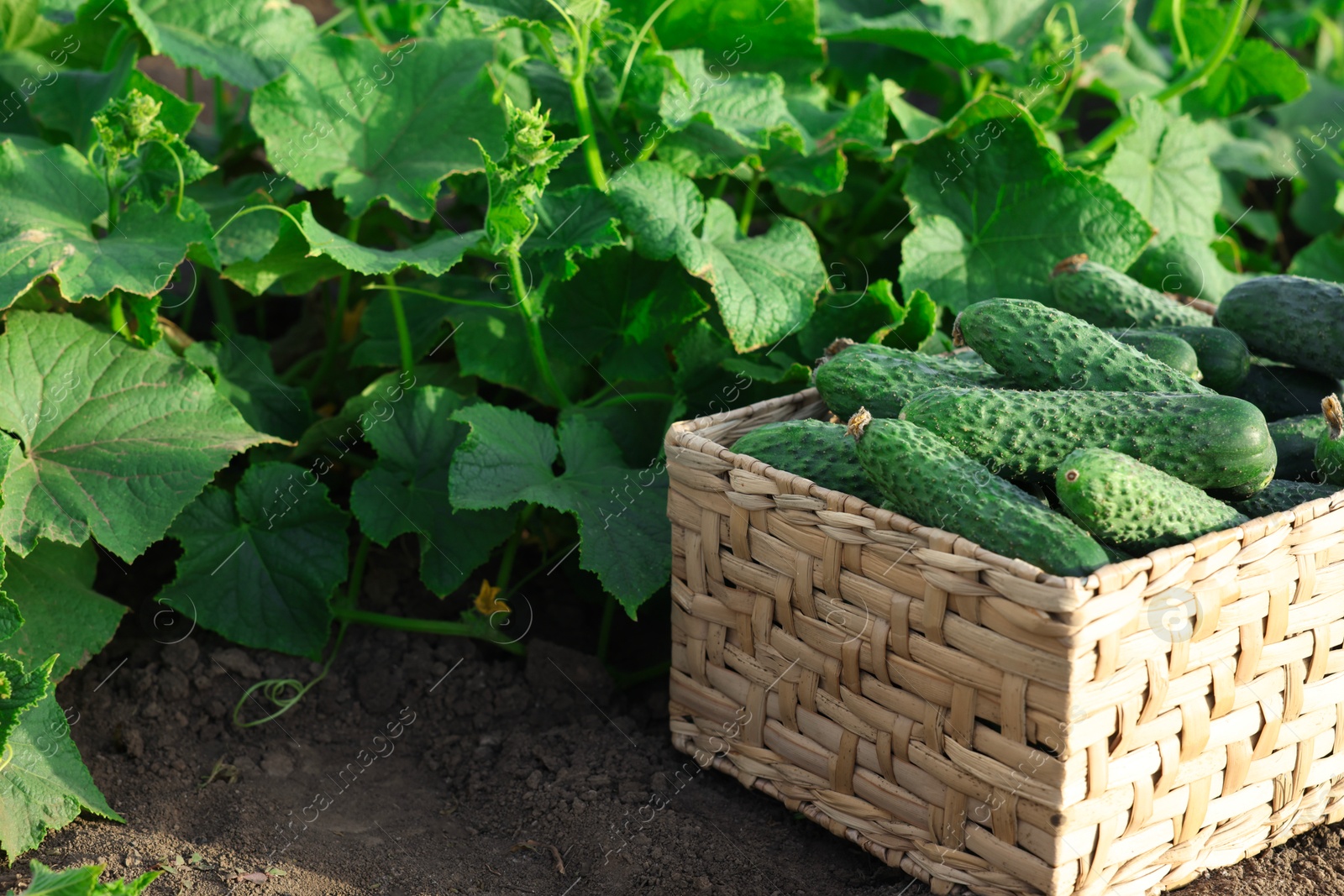 Photo of Wicker basket with vegetables and cucumber bushes outdoors, closeup