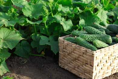 Photo of Wicker basket with vegetables and cucumber bushes outdoors, closeup