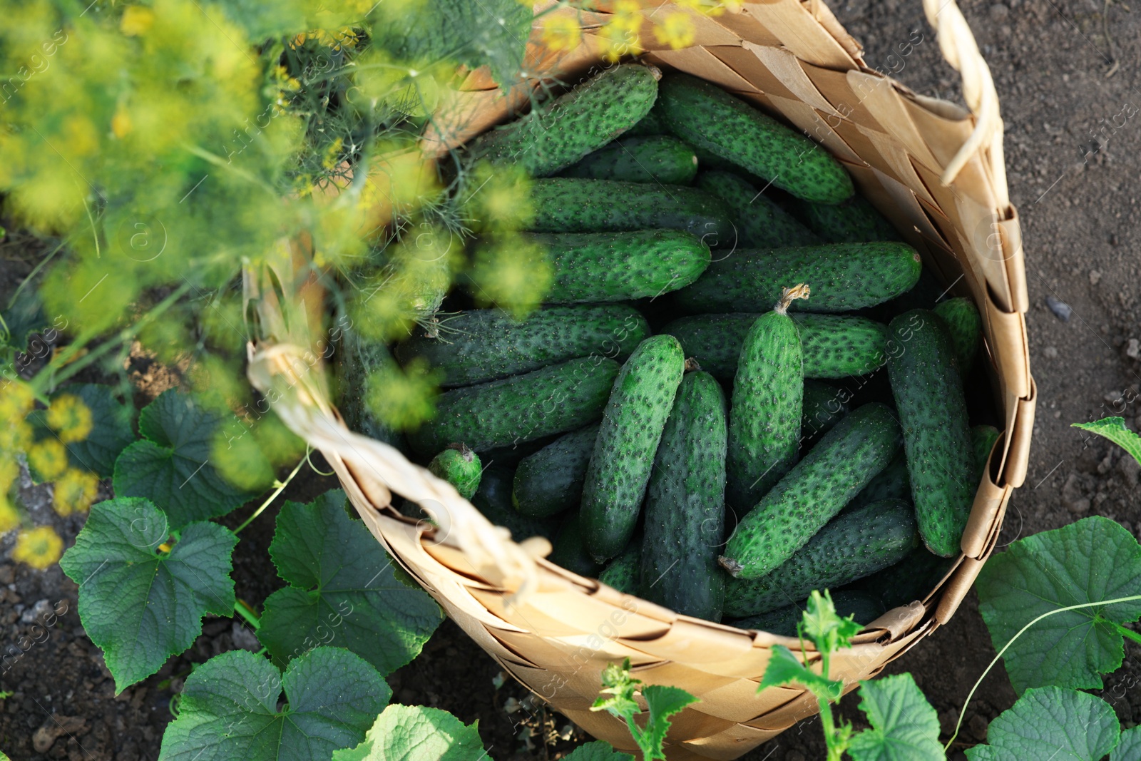 Photo of Wicker basket with cucumbers and leaves outdoors, above view