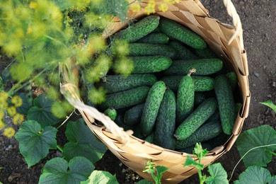 Wicker basket with cucumbers and leaves outdoors, above view