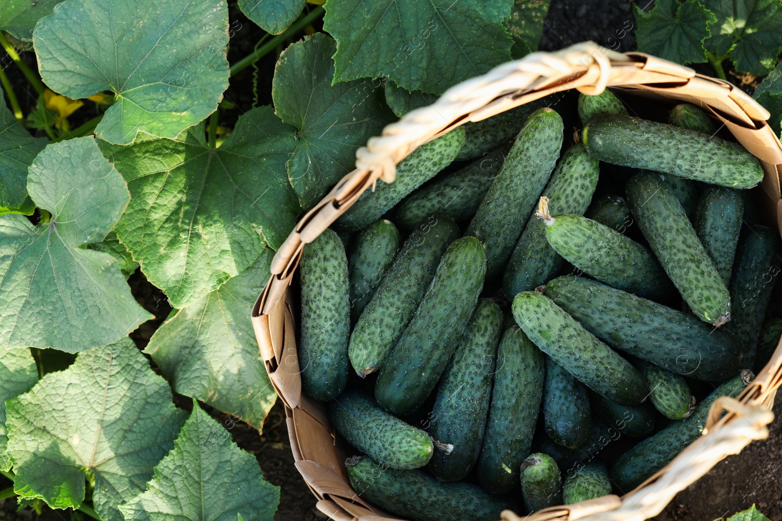 Photo of Wicker basket with cucumbers and leaves outdoors, top view