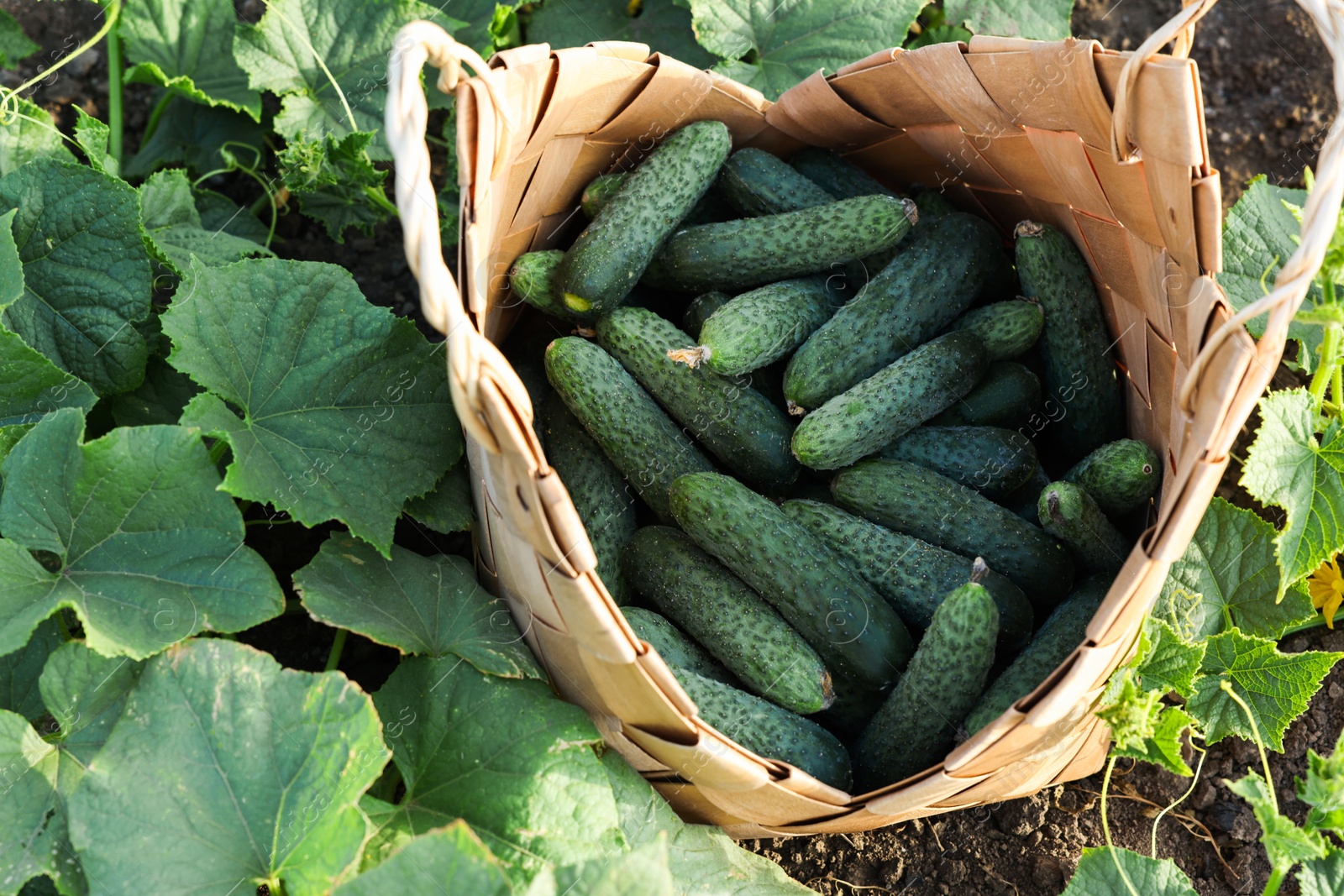 Photo of Wicker basket with cucumbers and leaves outdoors, above view