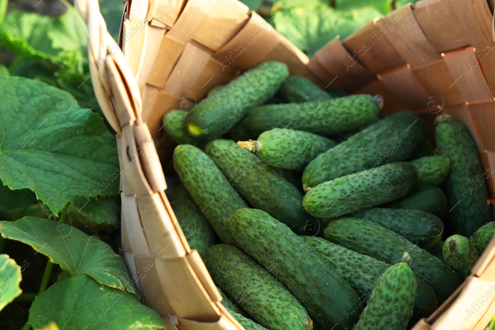 Photo of Wicker basket with cucumbers and leaves outdoors, closeup