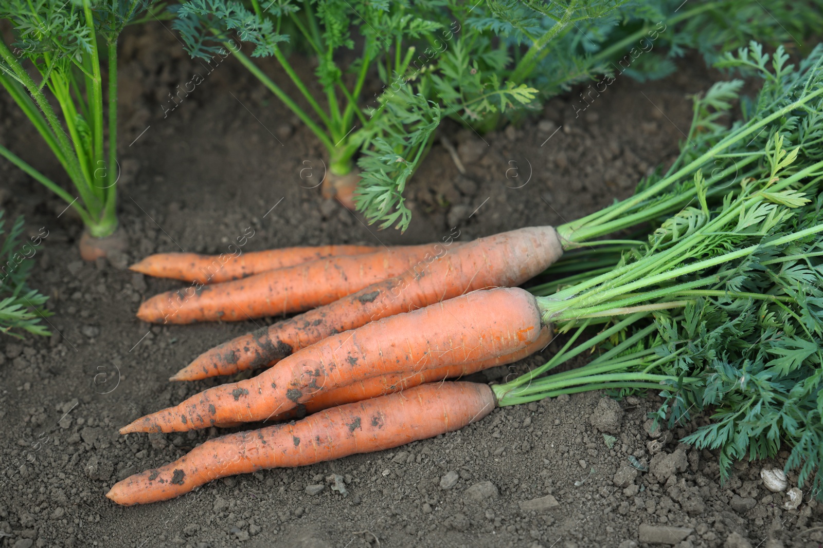 Photo of Pile of fresh carrots among other ones on soil in garden, closeup