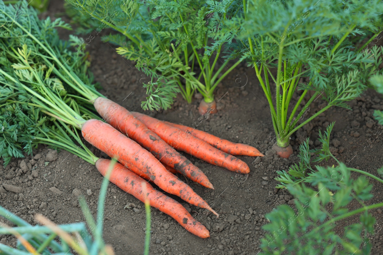 Photo of Pile of fresh carrots among other ones on soil in garden, closeup