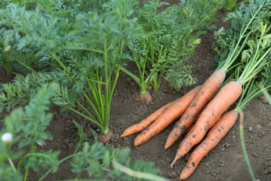 Pile of fresh carrots among other ones on soil in garden, closeup