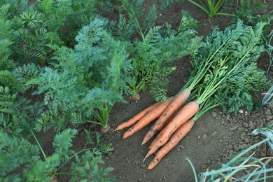 Photo of Pile of fresh carrots among other ones on soil in garden