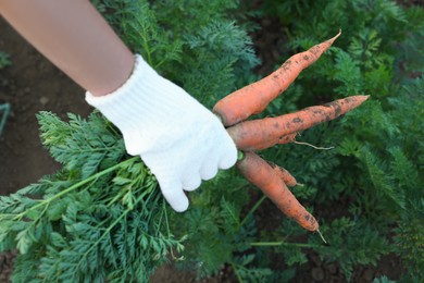 Photo of Farmer in gloves holding bunch of fresh carrots in garden, closeup