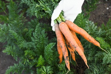 Farmer in gloves holding bunch of fresh carrots in garden, above view