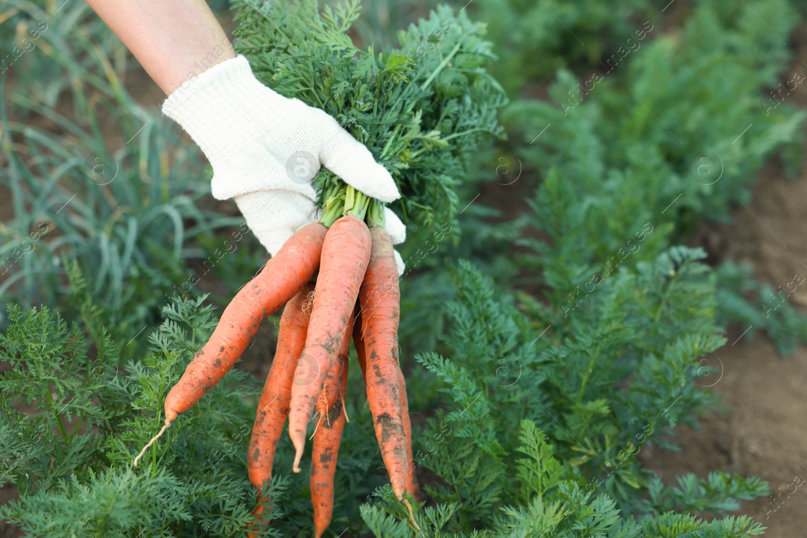 Photo of Farmer in gloves holding bunch of fresh carrots in garden, closeup