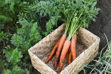 Photo of Wicker basket with bunch of fresh carrots in garden