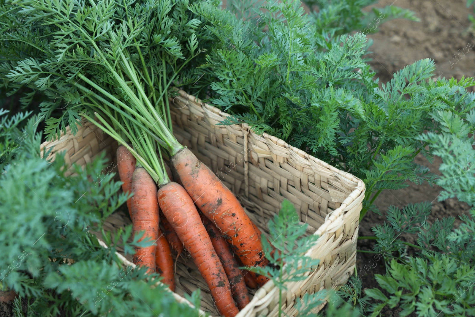 Photo of Wicker basket with bunch of fresh carrots in garden, closeup