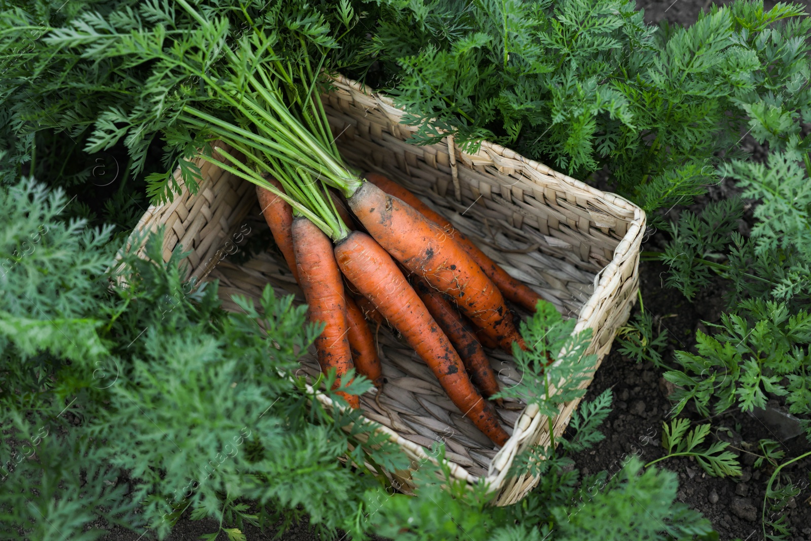 Photo of Wicker basket with bunch of fresh carrots in garden