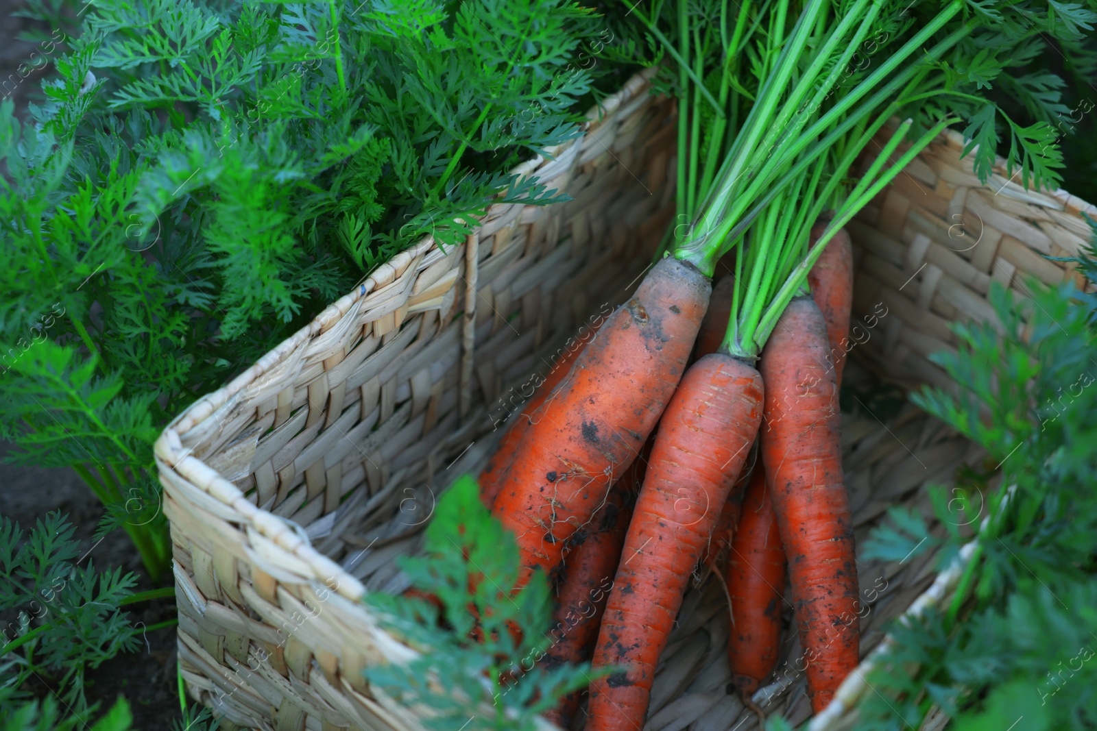 Photo of Wicker basket with bunch of fresh carrots in garden, closeup