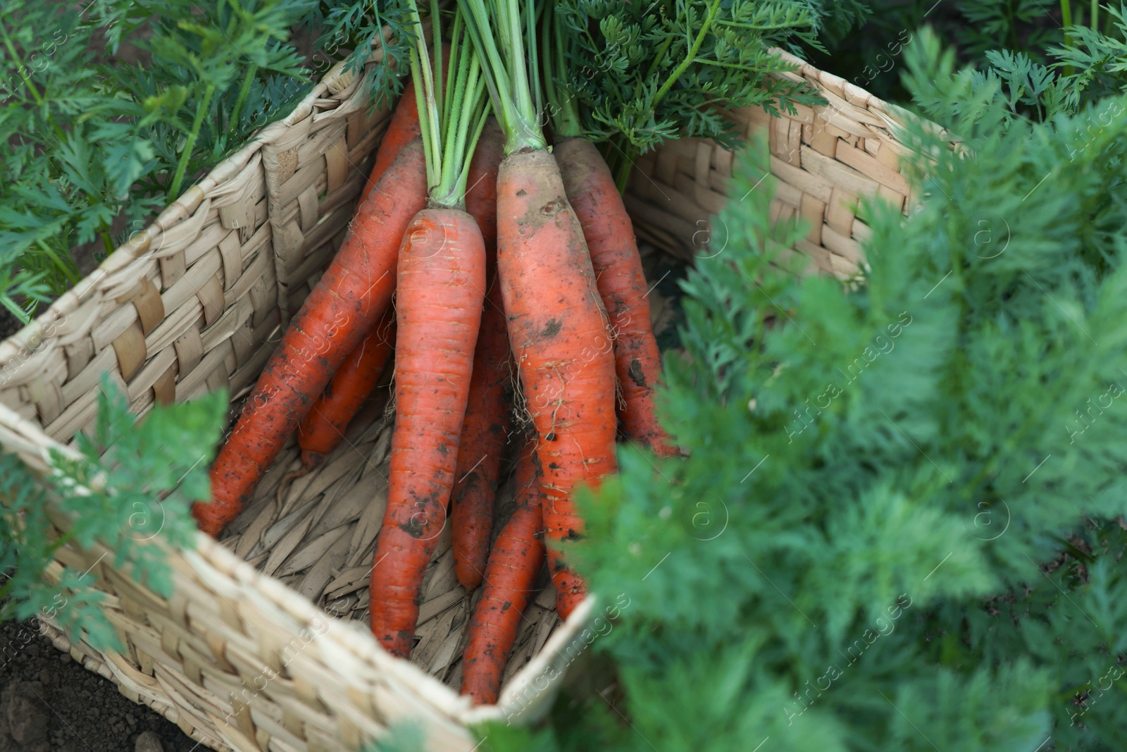 Photo of Wicker basket with bunch of fresh carrots in garden, closeup