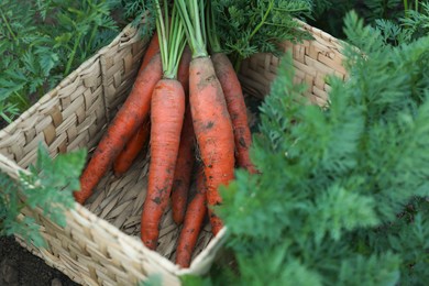 Photo of Wicker basket with bunch of fresh carrots in garden, closeup