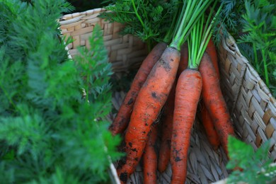 Photo of Wicker basket with bunch of fresh carrots in garden, closeup