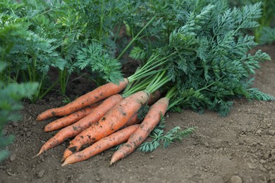 Pile of fresh carrots among other ones on soil in garden, closeup