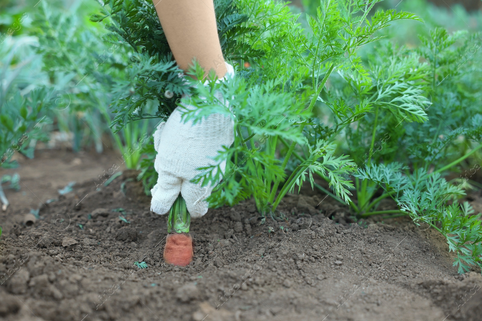 Photo of Farmer picking carrot out of soil in garden, closeup