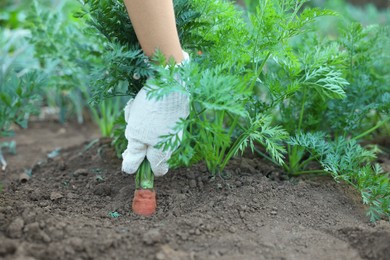 Farmer picking carrot out of soil in garden, closeup