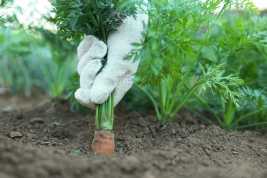 Farmer picking carrot out of soil in garden, closeup