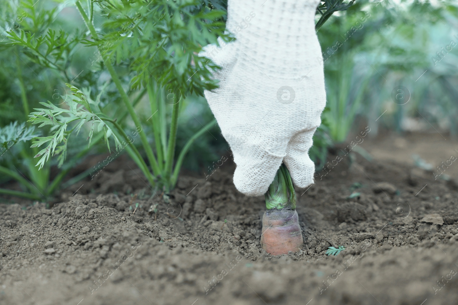 Photo of Farmer picking carrot out of soil in garden, closeup