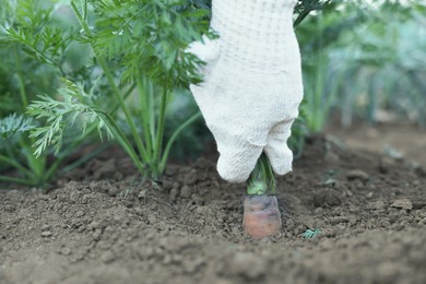 Farmer picking carrot out of soil in garden, closeup