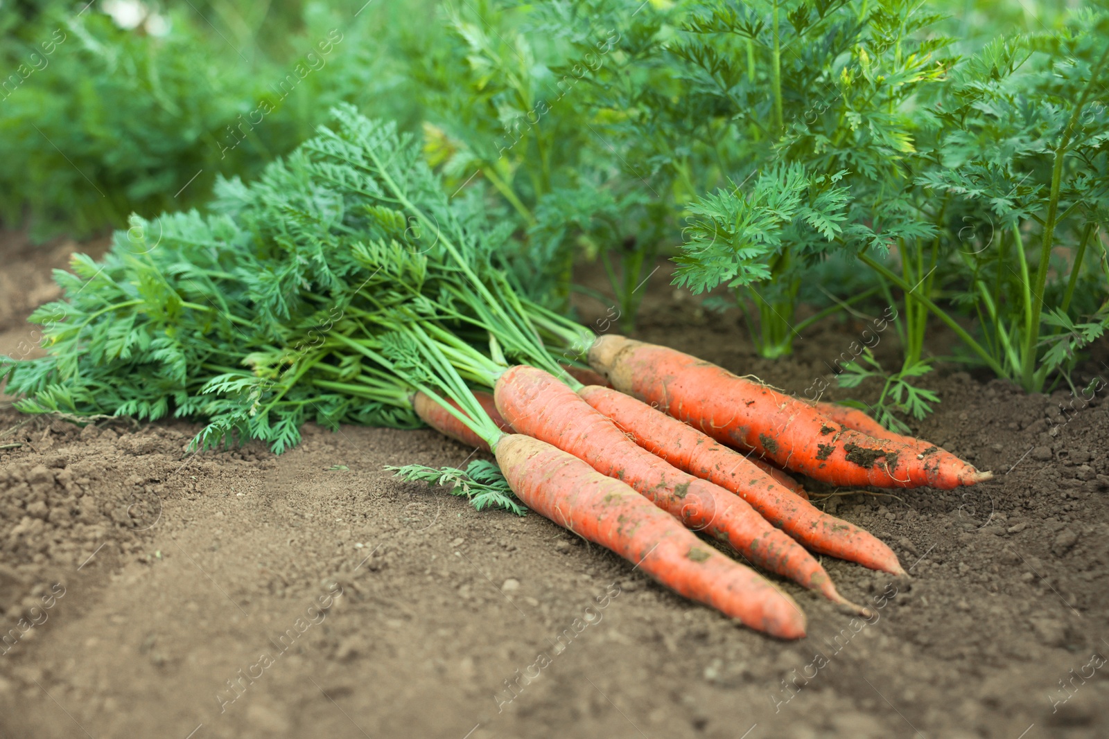 Photo of Pile of fresh carrots among other ones on soil in garden, closeup