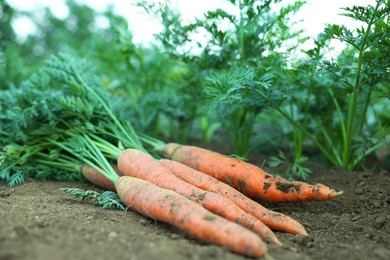 Photo of Pile of fresh carrots among other ones on soil in garden, closeup