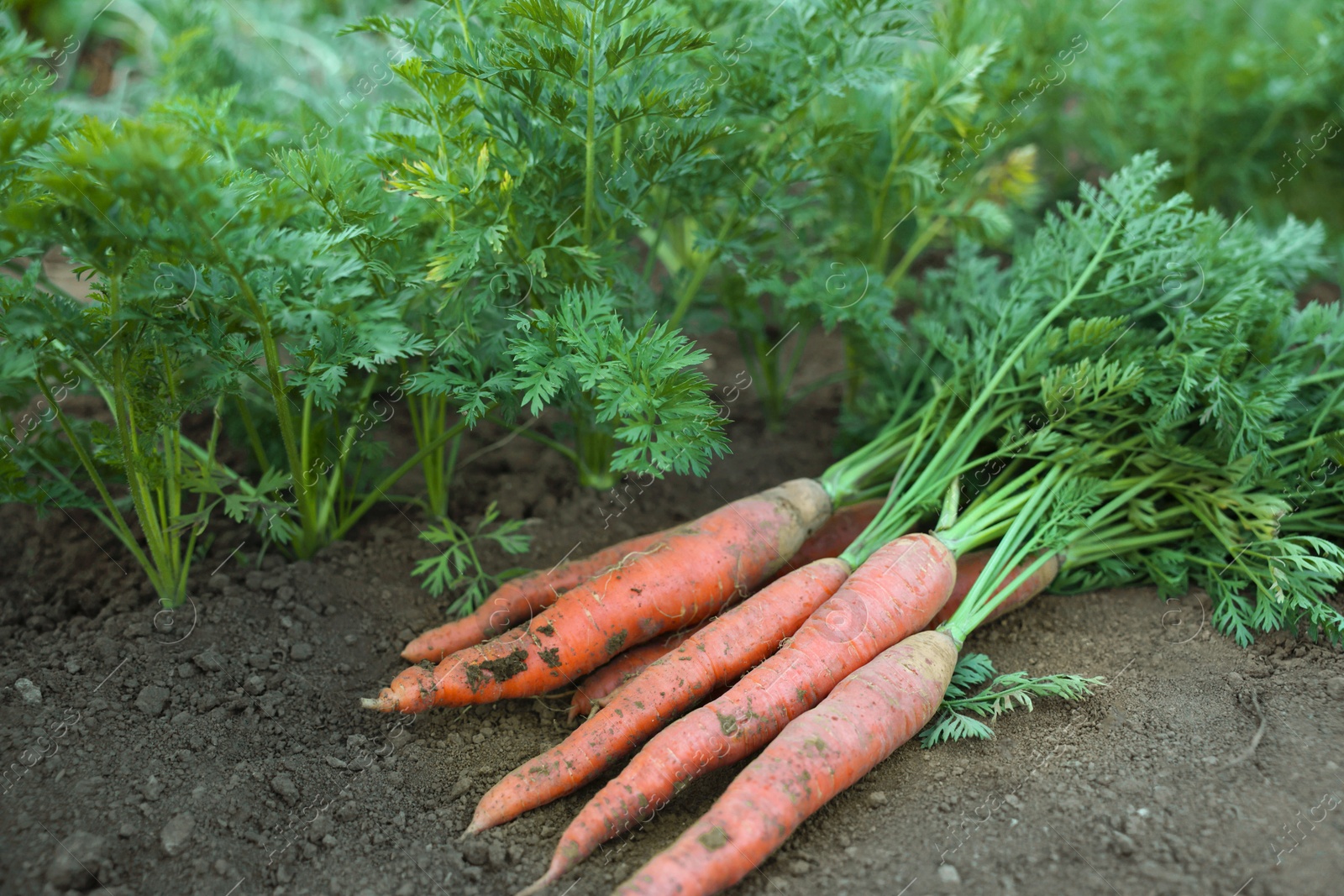 Photo of Pile of fresh carrots among other ones on soil in garden, closeup