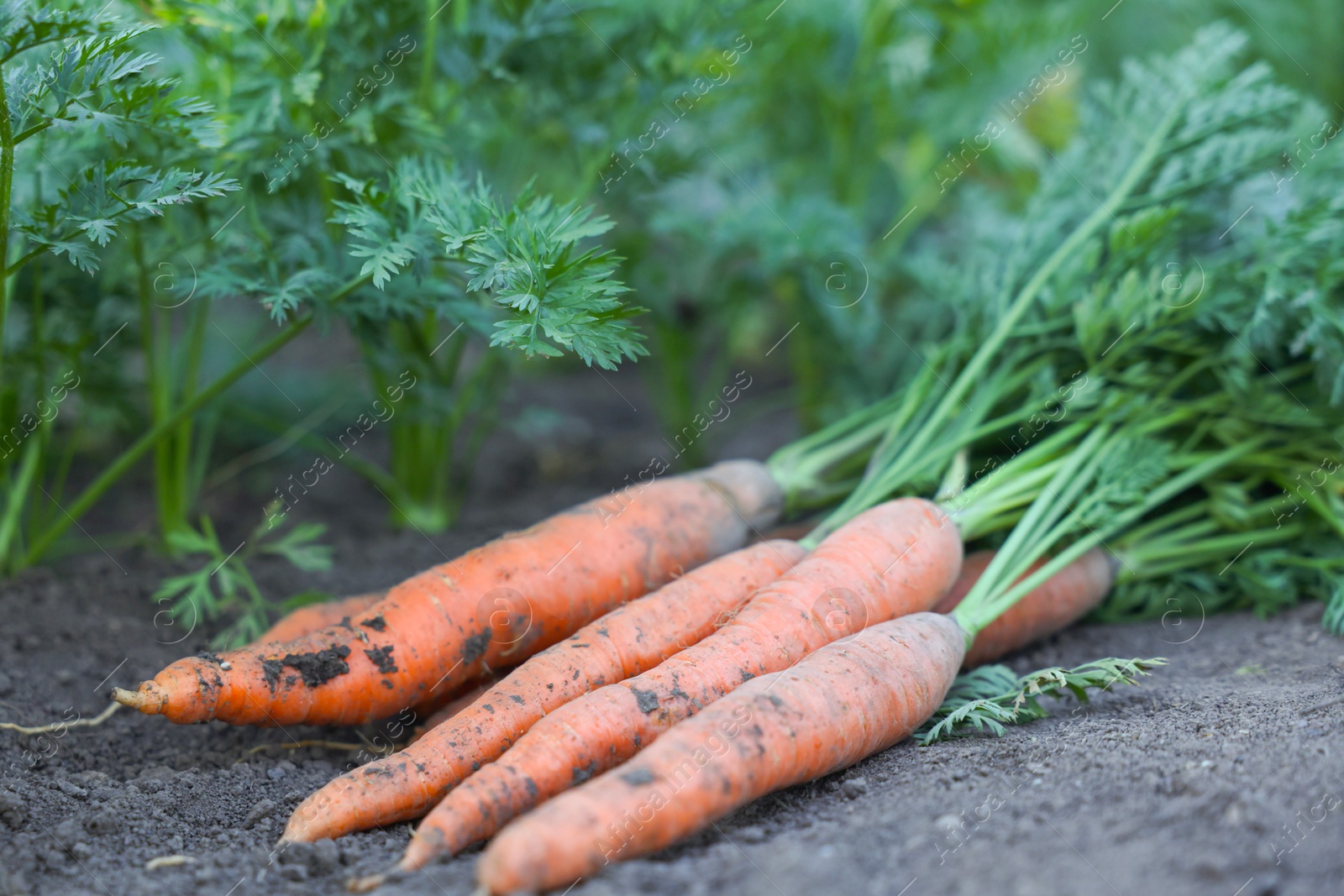 Photo of Pile of fresh carrots among other ones on soil in garden, closeup