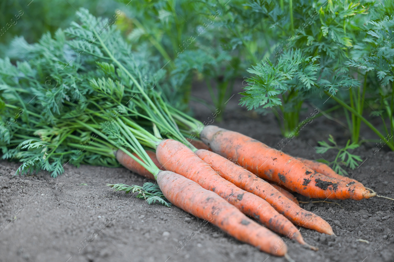 Photo of Pile of fresh carrots among other ones on soil in garden, closeup