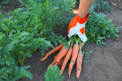 Photo of Farmer in gloves holding bunch of fresh carrots in garden, closeup