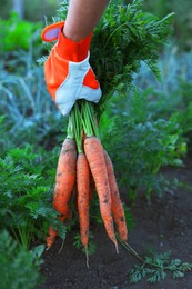 Photo of Farmer in gloves holding bunch of fresh carrots in garden, closeup