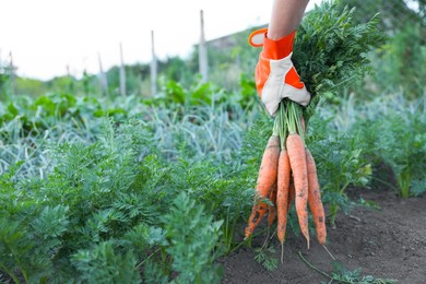 Photo of Farmer in gloves holding bunch of fresh carrots in garden, closeup