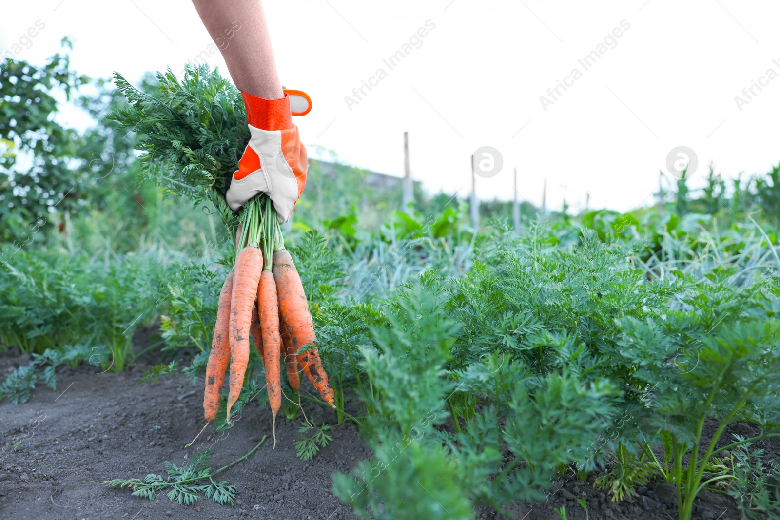 Photo of Farmer in gloves holding bunch of fresh carrots in garden, closeup