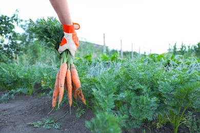 Photo of Farmer in gloves holding bunch of fresh carrots in garden, closeup