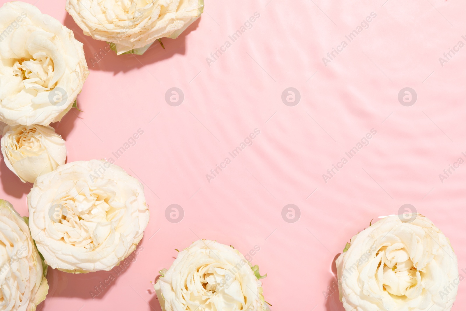 Photo of Beautiful rose flowers in water on pink background, top view. Space for text