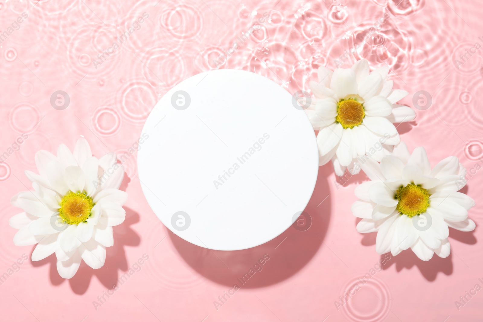 Photo of Beautiful daisy flowers and round shaped podium in water on pink background, flat lay