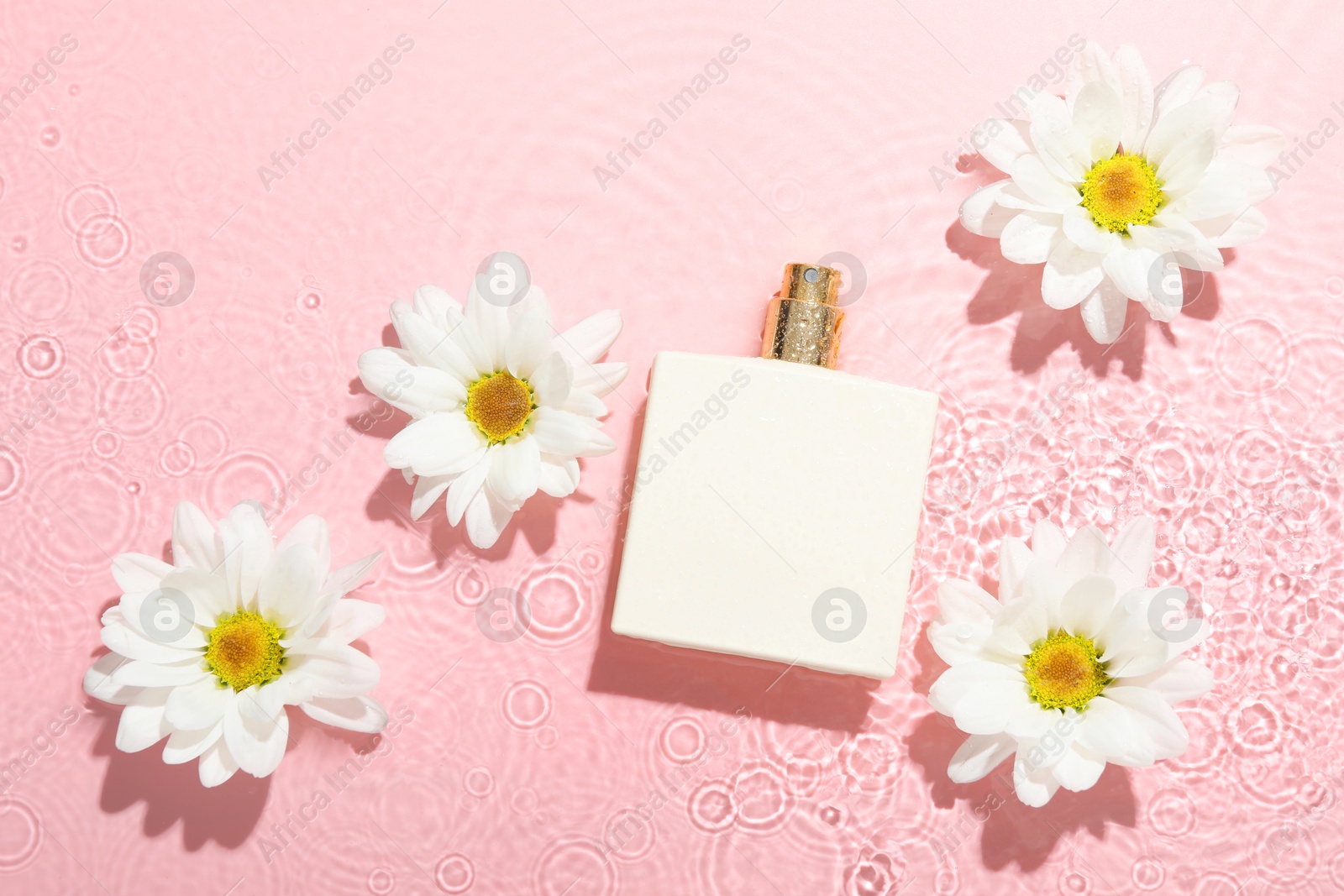 Photo of Beautiful daisy flowers and perfume bottle in water on pink background, flat lay