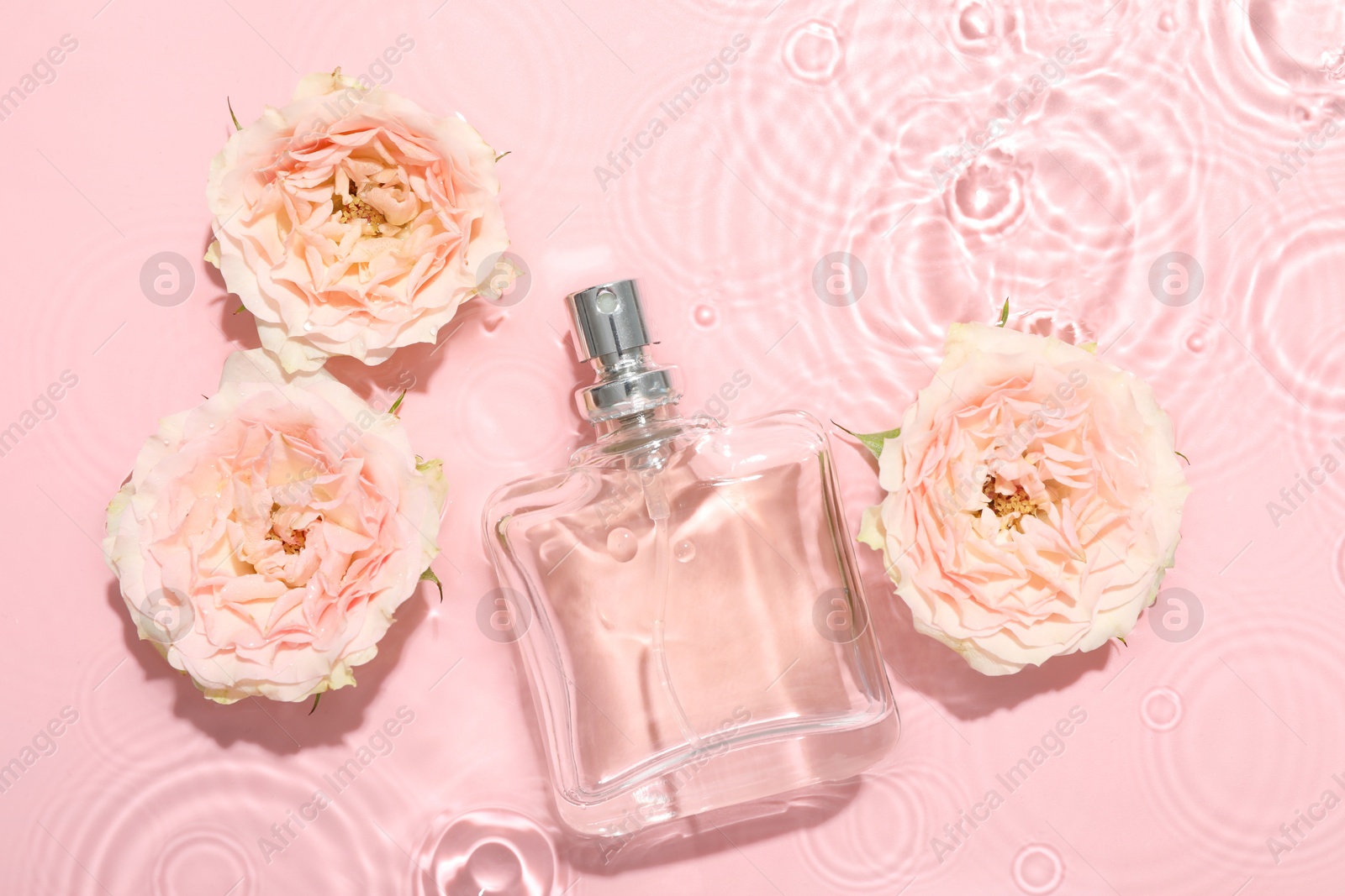 Photo of Beautiful rose flowers and perfume bottle in water on pink background, flat lay