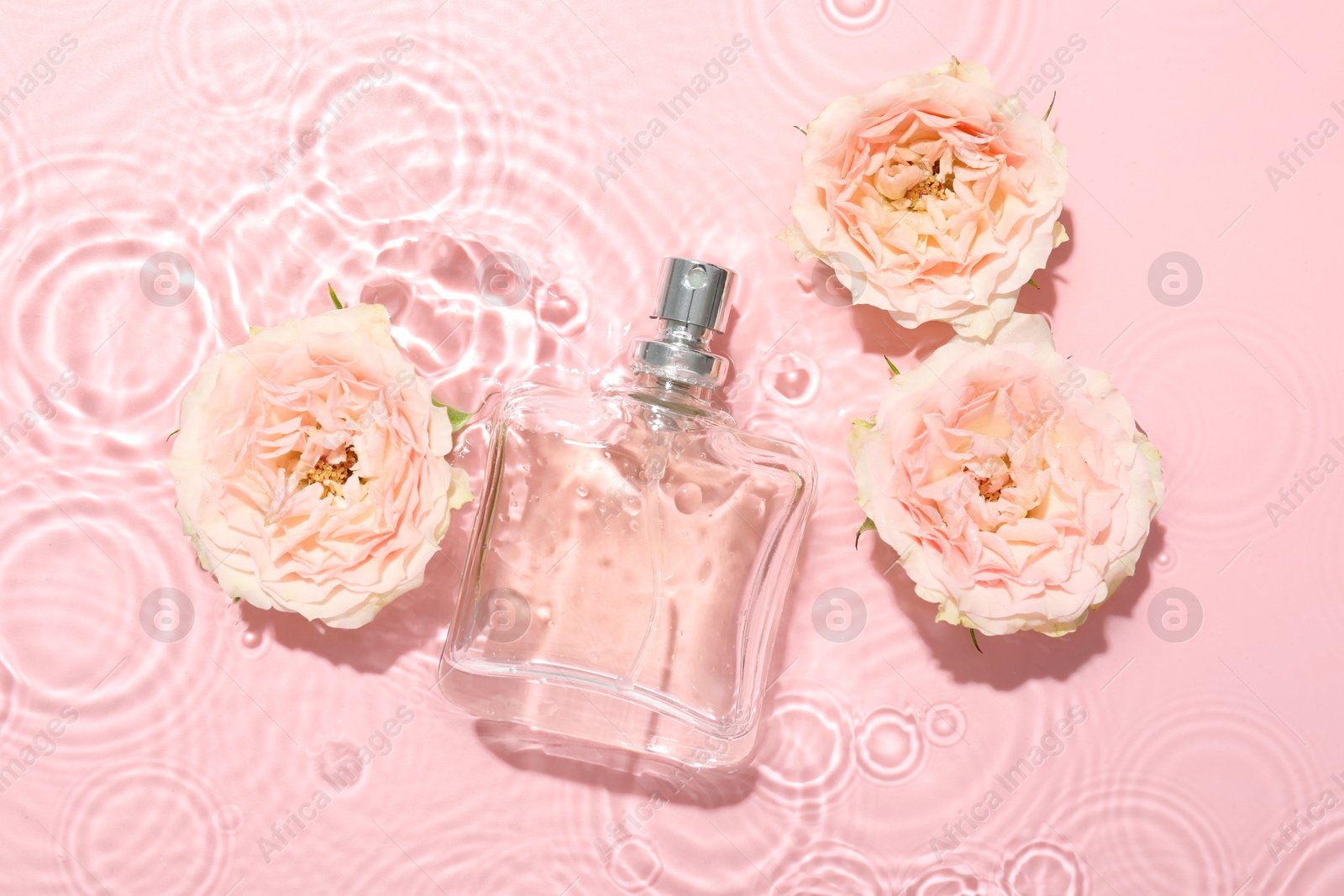 Photo of Beautiful rose flowers and perfume bottle in water on pink background, flat lay